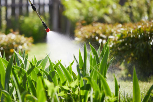 24/7 Emergency Termite Control experts in Licking, MO